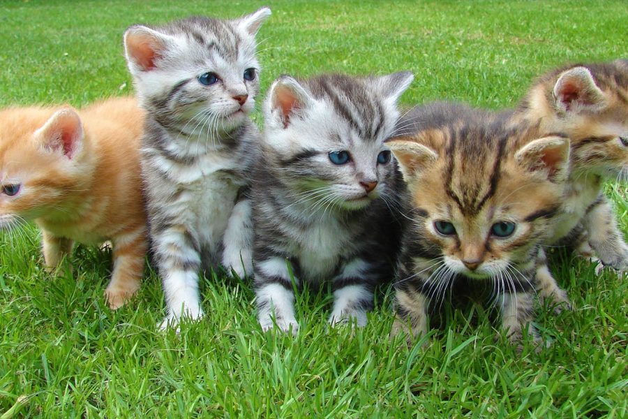 A group of five cute kittens exploring and playing on lush green grass outdoors.