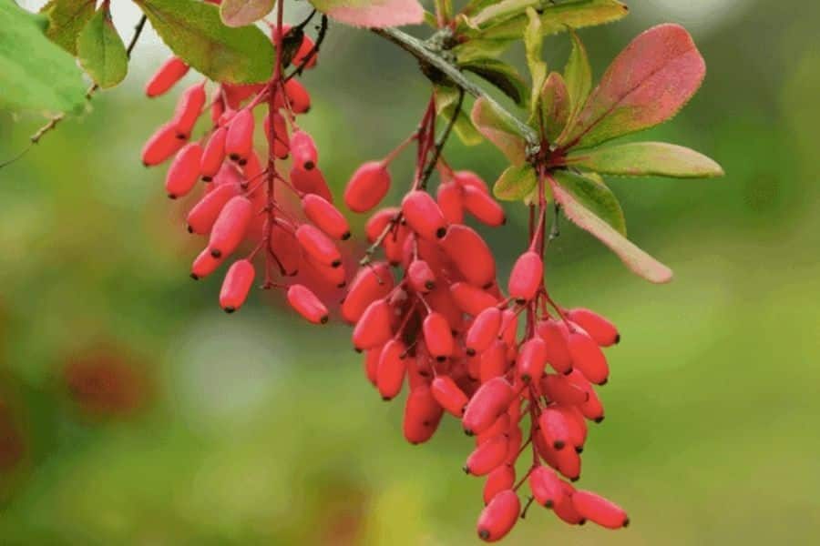 Berberine