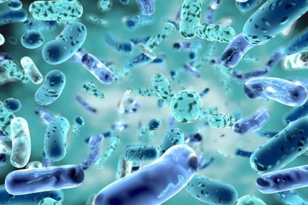 Nourish Your Microbiome: Best Probiotics for Gut Health