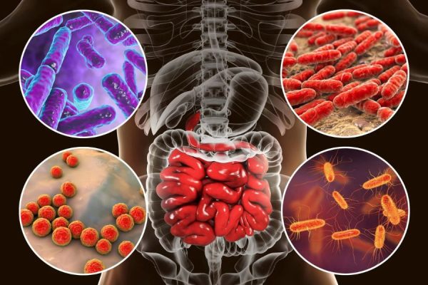 Immune System Warrior: How Probiotics Can Enhance Your Health